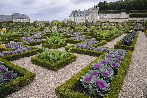 Ornamental cabbages and roses growing in patterns created with low box hedges, in formal garden, Chateau de Villandry