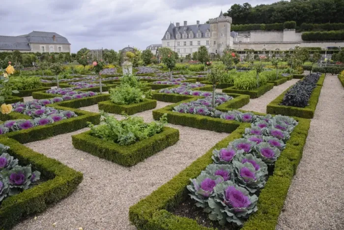 Framed Print : Ornamental cabbages and roses growing in patterns created with low box hedges, in formal garden, Chateau de Villandry Framed Print : Ornamental cabbages and roses growing in patterns created with low box hedges, in formal garden, Chateau de Villandry