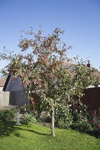 Ornamental Crabapple (Malus x robusta) Red Sentinal, habit, with fruit, in garden, Suffolk, England, october