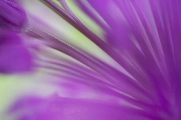 Ornamental Onion (Allium hollandicum) Purple Sensation, close-up of flower, in garden, Dorset, England, may