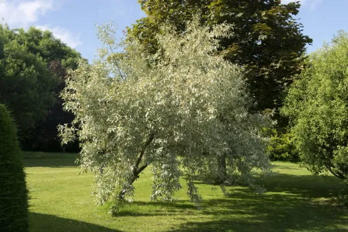 Framed Print : Ornamental shrub, Elaeagnus angustifolia Quicksilver in flower, in a country garden Framed Print : Ornamental shrub, Elaeagnus angustifolia Quicksilver in flower, in a country garden