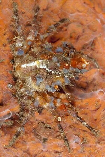 Ornamental Spider Crab (Schizophrys aspera) adult, camouflaged on reef at night, Bandaneira, near Ambon Island