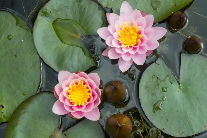 Framed Print : Ornamental Waterlily (Nymphaea sp. ) Fabiola cultivar, flowering, growing in garden pond, Norfolk, England, June Framed Print : Ornamental Waterlily (Nymphaea sp. ) Fabiola cultivar, flowering, growing in garden pond, Norfolk, England, June