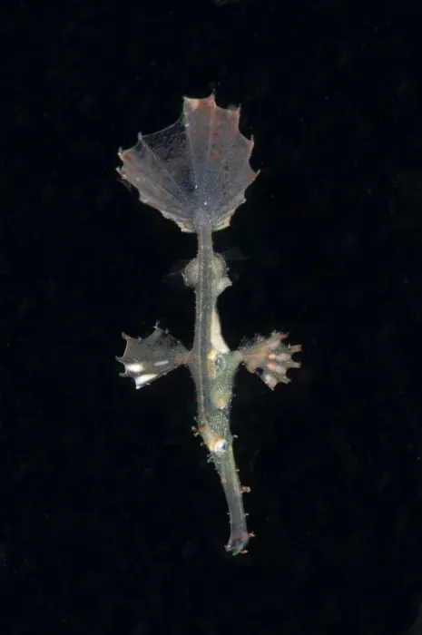 Framed Print : Ornate Ghostpipefish (Solenostomus paradoxus) juvenile, swimming at night, Lembeh Straits, Sulawesi Framed Print : Ornate Ghostpipefish (Solenostomus paradoxus) juvenile, swimming at night, Lembeh Straits, Sulawesi