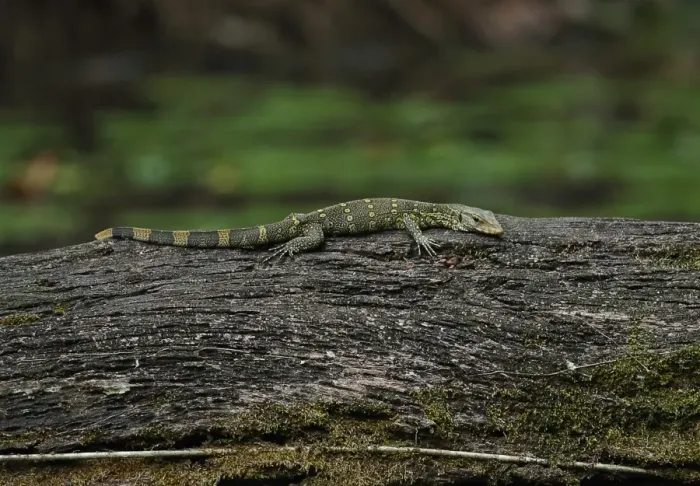 Framed Print : Ornate Monitor (Varanus ornatus) adult, resting on log, Ankasa Reserve, Ghana, February Framed Print : Ornate Monitor (Varanus ornatus) adult, resting on log, Ankasa Reserve, Ghana, February