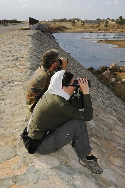 Ornithologists with binoculars, surveying birds in wadi along road, Socotra, Yemen, december