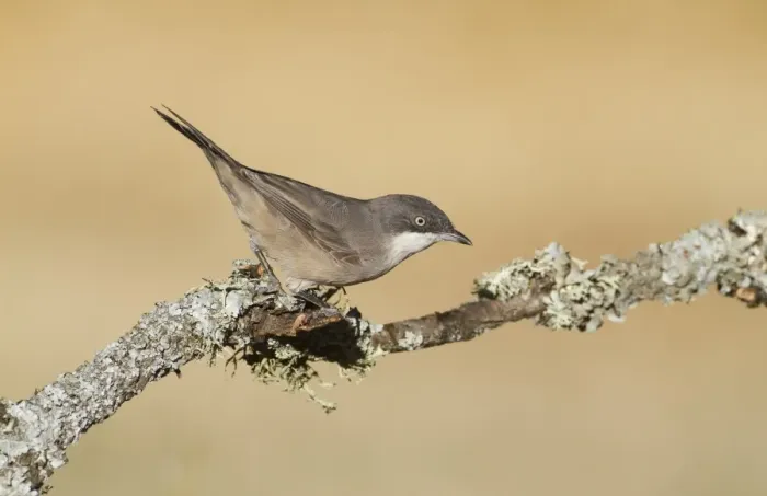 Framed Print : Orphean Warbler (Sylvia hortensis) adult male, perched on twig, Northern Spain, july Framed Print : Orphean Warbler (Sylvia hortensis) adult male, perched on twig, Northern Spain, july