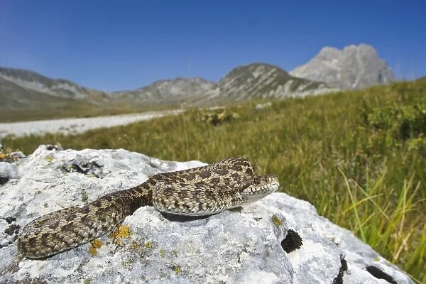 Orsini's Viper (Vipera ursinii) adult, on rock in mountain habitat, Gran Sasso N. P. Apennines, Abruzzo, Italy, august