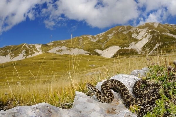 Orsini's Viper (Vipera ursinii) adult, in mountain habitat, Apennines, Italy, september