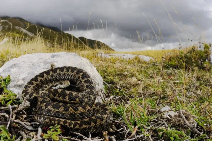 Framed Print : Orsini's Viper (Vipera ursinii) adult, in mountain habitat with stormy sky, Apennines, Italy, september Framed Print : Orsini's Viper (Vipera ursinii) adult, in mountain habitat with stormy sky, Apennines, Italy, september