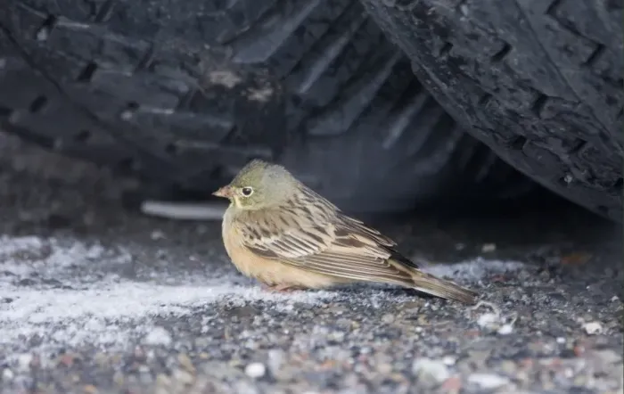 Framed Print : Ortolan Bunting (Emberiza hortulana) adult female, migrant sheltering under wheel of lorry during blizzard, Kazbegi, Great Caucasus, Caucasus Mountains, Georgia, april Framed Print : Ortolan Bunting (Emberiza hortulana) adult female, migrant sheltering under wheel of lorry during blizzard, Kazbegi, Great Caucasus, Caucasus Mountains, Georgia, april