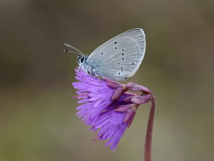 Framed Print : Osiris Blue (Cupido osiris) adult male, roosting on Alpine Snowbell (Soldanella Alpina) flower in high mountain meadow Framed Print : Osiris Blue (Cupido osiris) adult male, roosting on Alpine Snowbell (Soldanella Alpina) flower in high mountain meadow