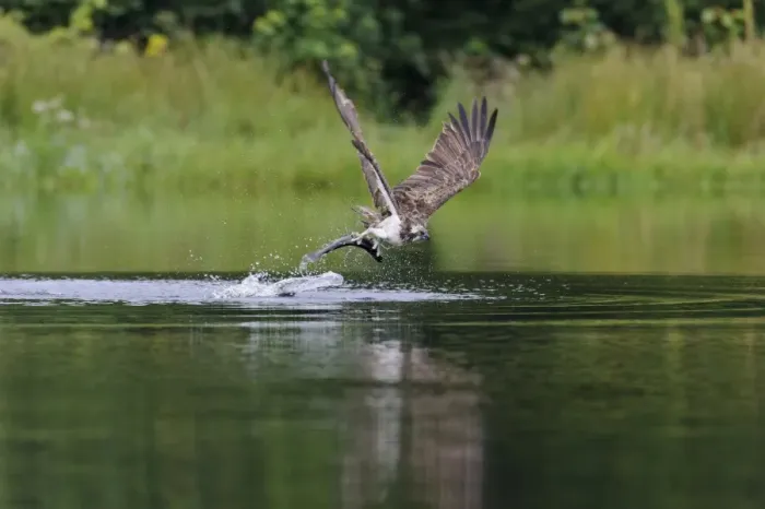 Framed Print : Osprey (Pandion haliaetus) adult, in flight, catching fish from small lochan, Rothiemurchus Forest, Strathspey Framed Print : Osprey (Pandion haliaetus) adult, in flight, catching fish from small lochan, Rothiemurchus Forest, Strathspey