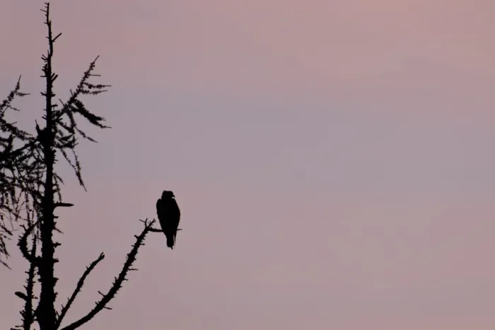 Framed Print : Osprey (Pandion haliaetus) adult, perched in tree, silhouetted at dusk, Cairngorms N. P Framed Print : Osprey (Pandion haliaetus) adult, perched in tree, silhouetted at dusk, Cairngorms N. P