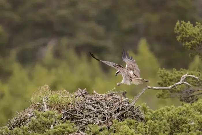 Framed Print : Osprey (Pandion haliaetus) adult, in flight, landing at nest with chicks, Caledonian Forest, Cairngorms N. P Framed Print : Osprey (Pandion haliaetus) adult, in flight, landing at nest with chicks, Caledonian Forest, Cairngorms N. P