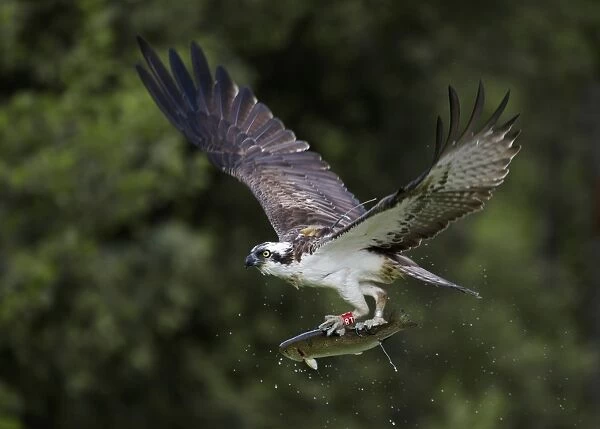 Osprey (Pandion haliaetus) adult, with radio tracking transmitter and rings on legs, in flight