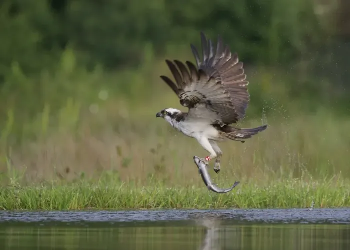 Framed Print : Osprey (Pandion haliaetus) adult, with rings on legs, in flight, taking off from loch with trout prey in talons Framed Print : Osprey (Pandion haliaetus) adult, with rings on legs, in flight, taking off from loch with trout prey in talons