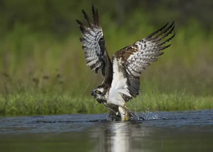 Framed Print : Osprey (Pandion haliaetus) adult, in flight, taking off from loch with trout prey in talons, Aviemore, Cairngorms N. P Framed Print : Osprey (Pandion haliaetus) adult, in flight, taking off from loch with trout prey in talons, Aviemore, Cairngorms N. P