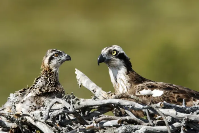Framed Print : Osprey (Pandion haliaetus) adult with chick, sitting at nest, Finland, July