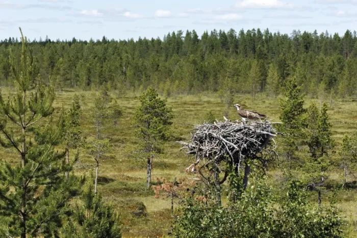 Framed Print : Osprey (Pandion haliaetus) adult with chicks, at nest in habitat, Finland, July Framed Print : Osprey (Pandion haliaetus) adult with chicks, at nest in habitat, Finland, July