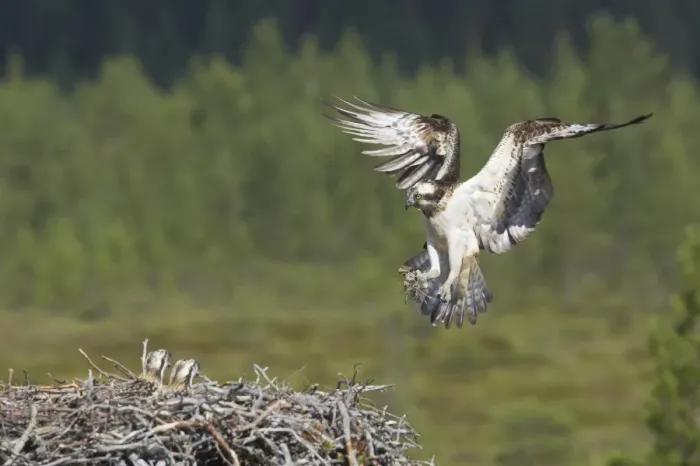 Framed Print : Osprey (Pandion haliaetus) adult female, in flight, with nesting material in talons, landing at nest with chicks, Finland Framed Print : Osprey (Pandion haliaetus) adult female, in flight, with nesting material in talons, landing at nest with chicks, Finland