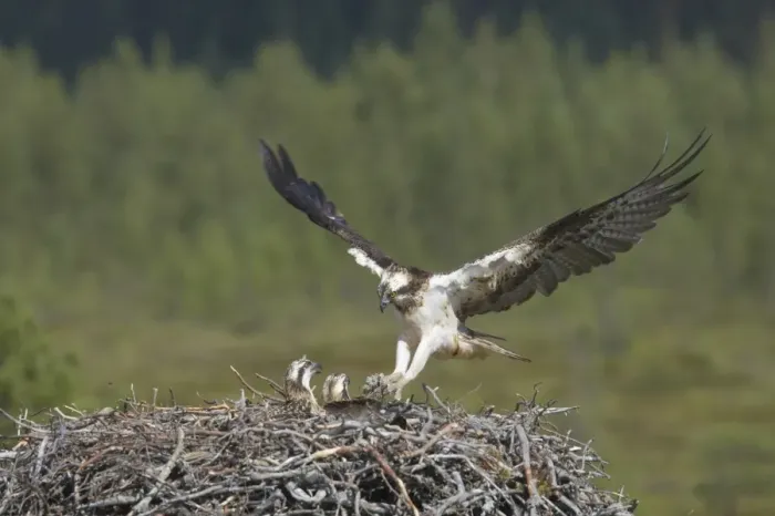 Framed Print : Osprey (Pandion haliaetus) adult female, in flight, with nesting material in talons, landing at nest with chicks, Finland Framed Print : Osprey (Pandion haliaetus) adult female, in flight, with nesting material in talons, landing at nest with chicks, Finland