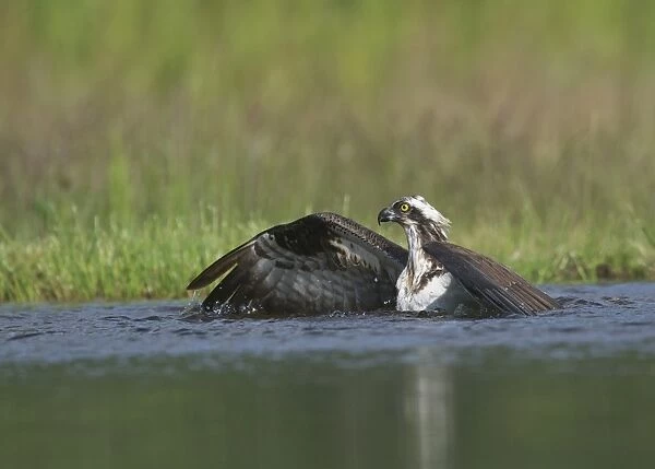 Osprey (Pandion haliaetus) adult, fishing in loch, Aviemore, Cairngorms N. P
