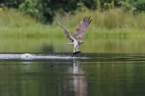 Osprey (Pandion haliaetus) adult, in flight, catching fish from small lochan, Rothiemurchus Forest, Strathspey