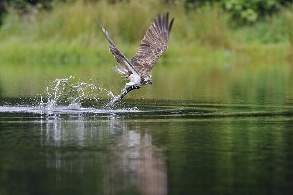 Osprey (Pandion haliaetus) adult, in flight, catching fish from small lochan, Rothiemurchus Forest, Strathspey