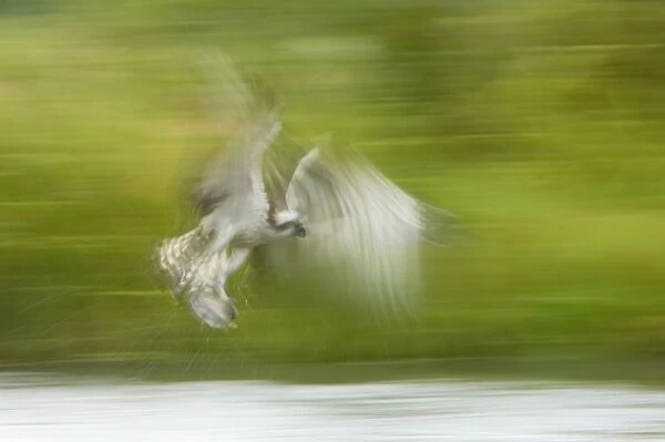 Osprey (Pandion haliaetus) adult, in flight, catching fish in talons, blurred movement, Finland