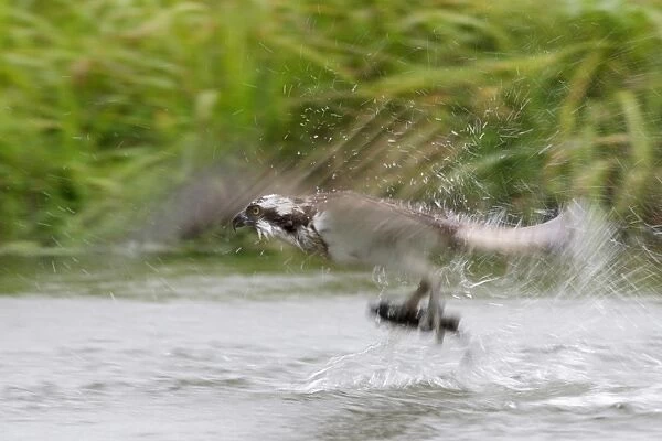 Osprey (Pandion haliaetus) adult, in flight, blurred movement, catching fish prey in talons, at trout fishery, Finland, july
