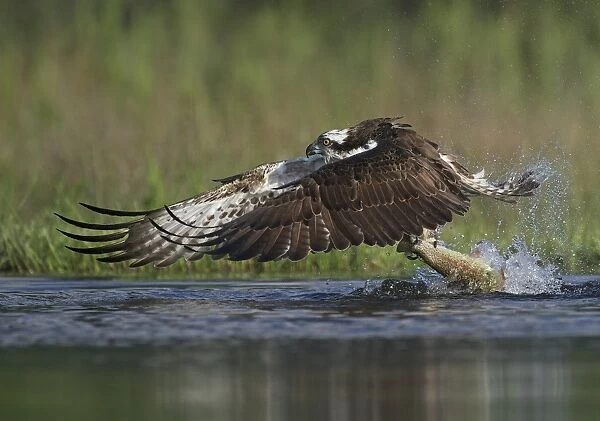Osprey (Pandion haliaetus) adult, in flight, taking off from loch with trout prey in talons, Aviemore, Cairngorms N. P