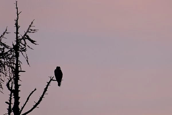 Osprey (Pandion haliaetus) adult, perched in tree, silhouetted at dusk, Cairngorms N. P