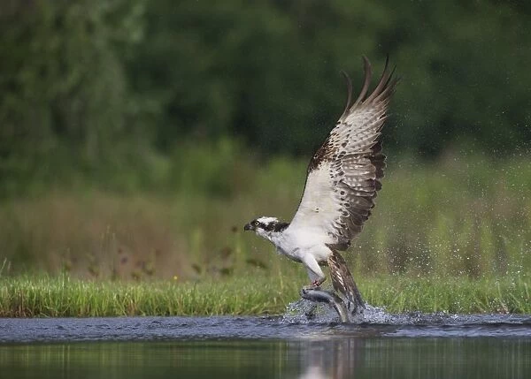 Osprey (Pandion haliaetus) adult, with rings on legs, in flight, taking off from loch with trout prey in talons