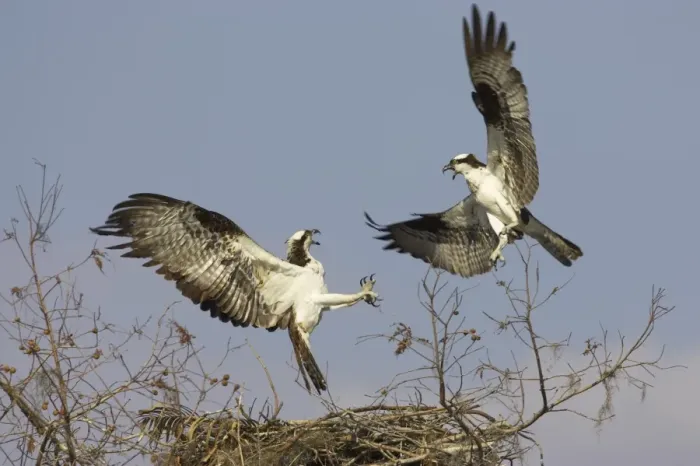 Framed Print : Osprey (Pandion haliaetus) two adults, in flight, fighting over nestsite, Cypress Lake, Florida, U. S. A Framed Print : Osprey (Pandion haliaetus) two adults, in flight, fighting over nestsite, Cypress Lake, Florida, U. S. A