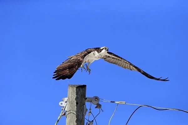 Osprey (Pandion haliaetus carolinensis) adult, in flight, taking off from post, Sanibel Island, Florida, U. S. A. March