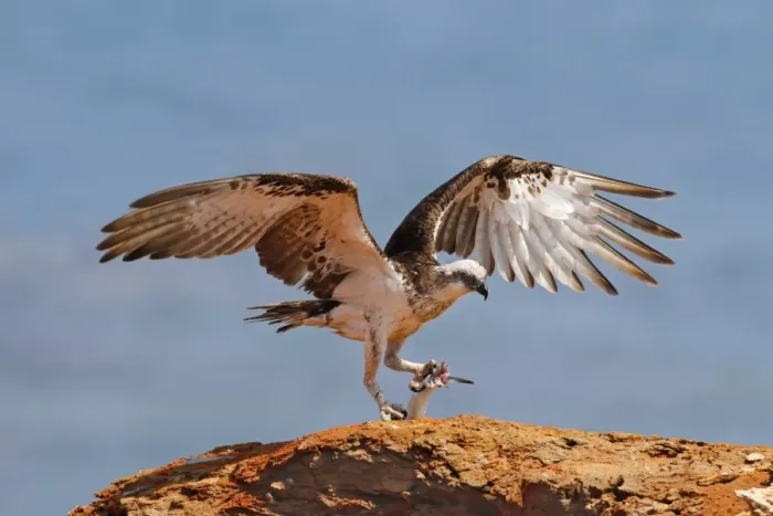 Framed Print : Osprey (Pandion haliaetus cristatus) Eastern subspecies, immature, feeding on fish catch, standing on rock