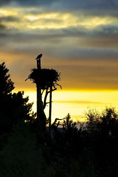 Osprey (Pandion haliaetus) juvenile, fitted with radio tracking device, perched above nest, in silhouette at sunrise