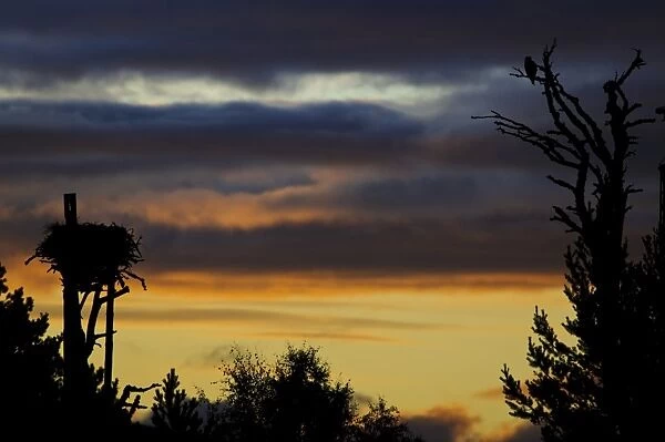 Osprey (Pandion haliaetus) perched in tree near nest, in silhouette at sunrise, Loch Garten RSPB Reserve