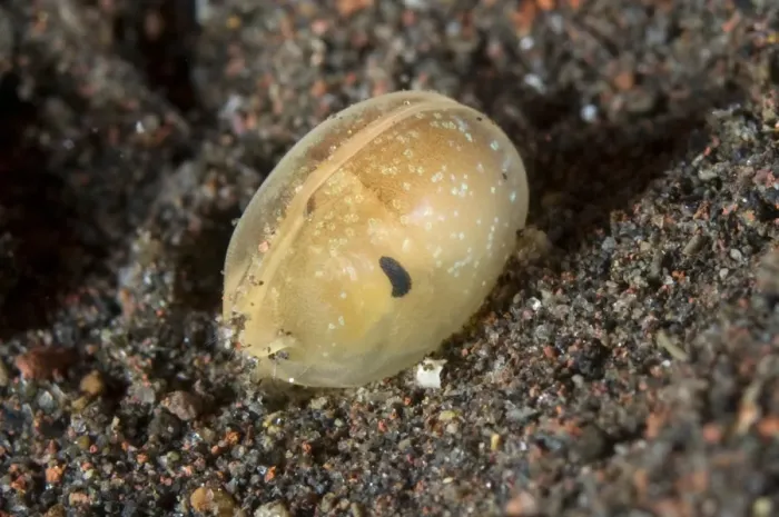 Framed Print : Ostracod (Ostracoda sp. ) adult, on sand at night, Seraya, Bali, Lesser Sunda Islands, Indonesia, April Framed Print : Ostracod (Ostracoda sp. ) adult, on sand at night, Seraya, Bali, Lesser Sunda Islands, Indonesia, April