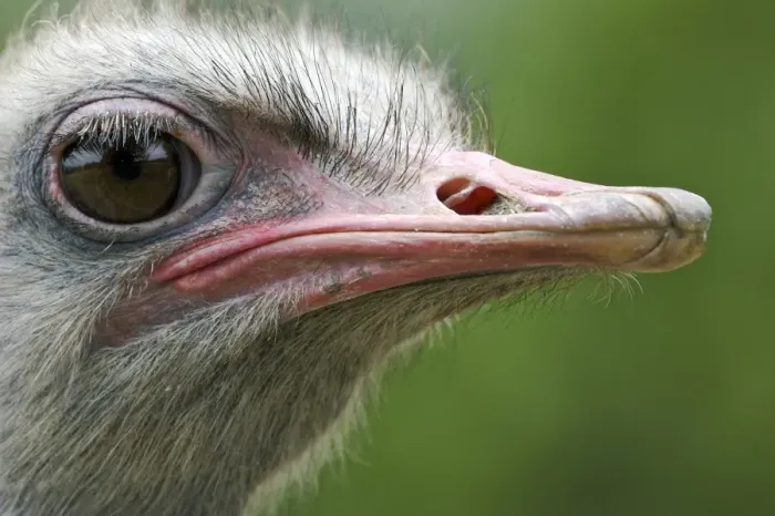 Framed Print : Ostrich (Struthio camelus) adult, close-up of head (captive) Framed Print : Ostrich (Struthio camelus) adult, close-up of head (captive)