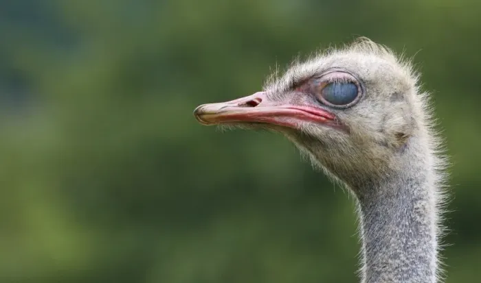 Framed Print : Ostrich (Struthio camelus) adult, close-up of head, with nictitating membrane fully closed (captive) Framed Print : Ostrich (Struthio camelus) adult, close-up of head, with nictitating membrane fully closed (captive)