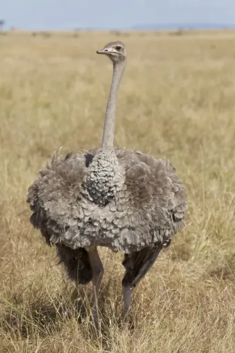 Framed Print : Ostrich (Struthio camelus) adult female, standing in savannah, Masai Mara, Kenya, August Framed Print : Ostrich (Struthio camelus) adult female, standing in savannah, Masai Mara, Kenya, August