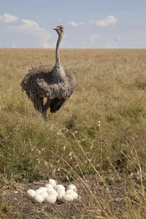 Framed Print : Ostrich (Struthio camelus) adult female, standing at nest with eggs in savannah, Masai Mara, Kenya, August Framed Print : Ostrich (Struthio camelus) adult female, standing at nest with eggs in savannah, Masai Mara, Kenya, August
