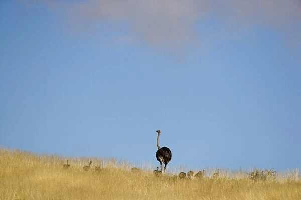 Ostrich (Struthio camelus) adult female with chicks, standing in grass, Namib Desert, Namibia