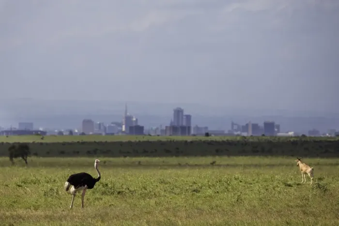 Framed Print : Ostrich (Struthio camelus) adult male, and Cokes Hartebeest (Alcelaphus buselaphus cokii) adult Framed Print : Ostrich (Struthio camelus) adult male, and Cokes Hartebeest (Alcelaphus buselaphus cokii) adult
