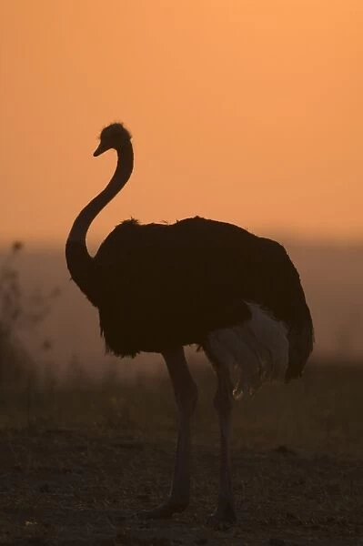 Ostrich (Struthio camelus) adult male, silhouetted at sunset, Tarangire N. P. Tanzania