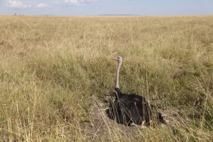 Framed Print : Ostrich (Struthio camelus) adult male, sitting on nest in savannah, Masai Mara, Kenya, August Framed Print : Ostrich (Struthio camelus) adult male, sitting on nest in savannah, Masai Mara, Kenya, August