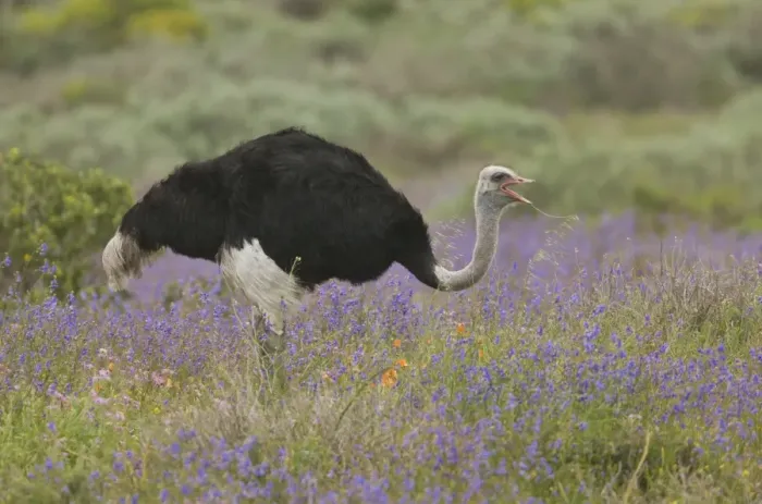 Framed Print : Ostrich (Struthio camelus) adult male, feeding amongst wildflowers, West Coast N. P Framed Print : Ostrich (Struthio camelus) adult male, feeding amongst wildflowers, West Coast N. P