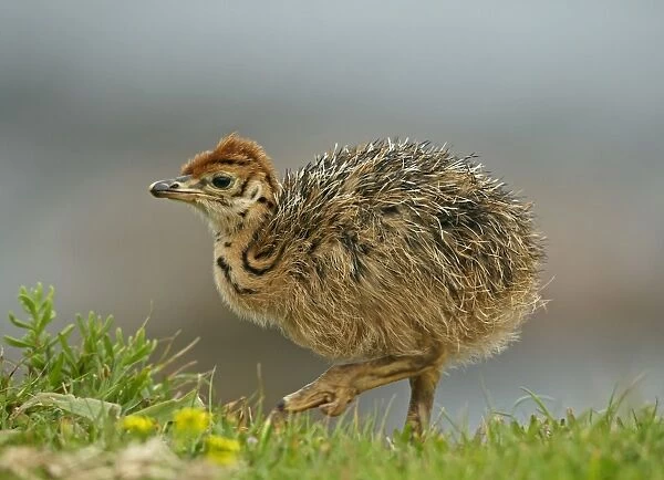 Ostrich (Struthio camelus) chick, recently hatched, Cape of Good Hope, Cape Peninsula, South Africa